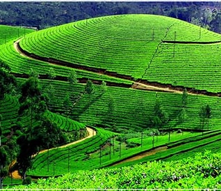 Munnar